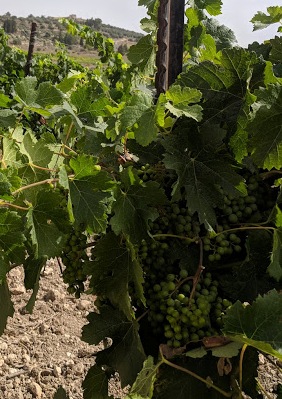 Israel's wine industry is a return to their glorious past