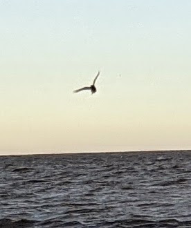 Two birds were sent out from Noah's Ark. The Raven saw only what he wanted. The dove returned to help his friends.