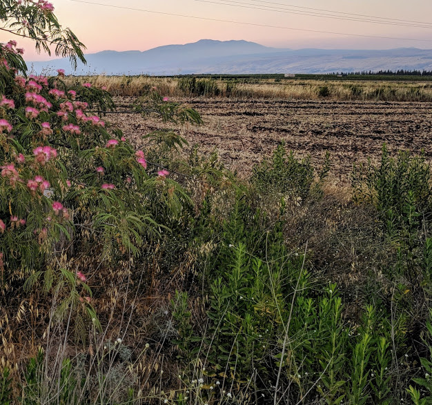 The fields of Golan with Mt. Hermon in the background.