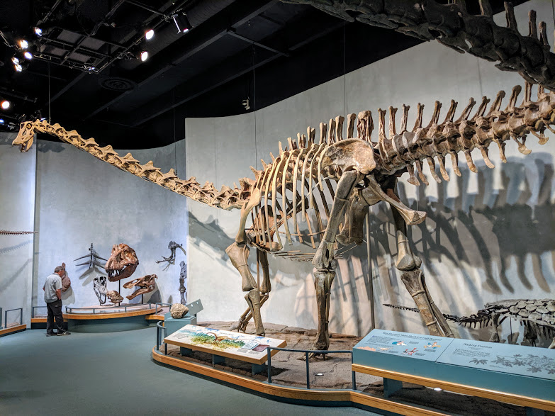 This brontosaurus, same type of dinosaur as "Little Foot" is in the museum in Denver, Colorado.