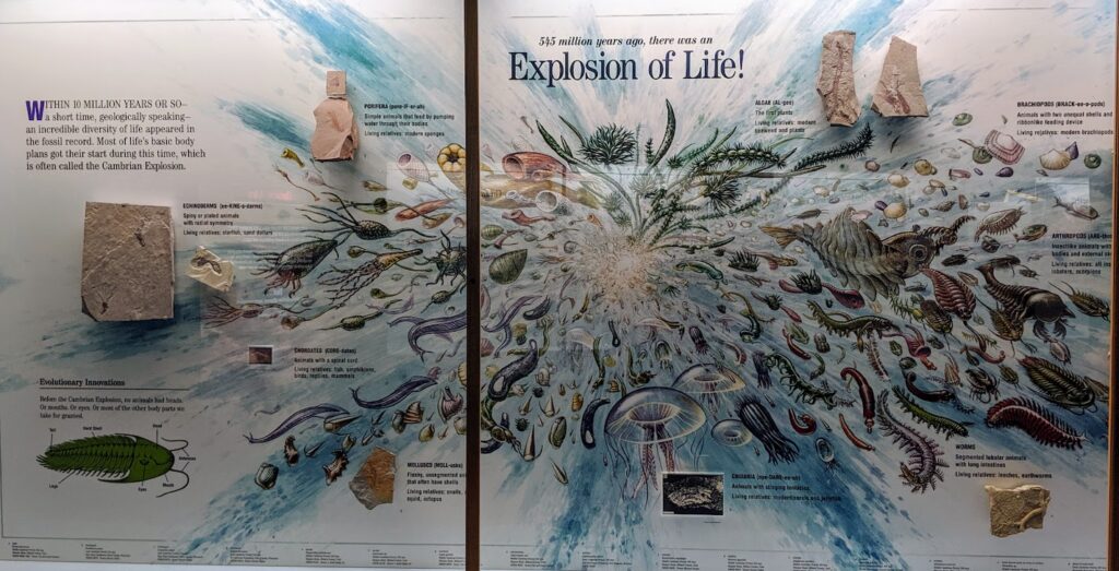 Explosion of Life from the Museum of Science in Denver, Colorado
