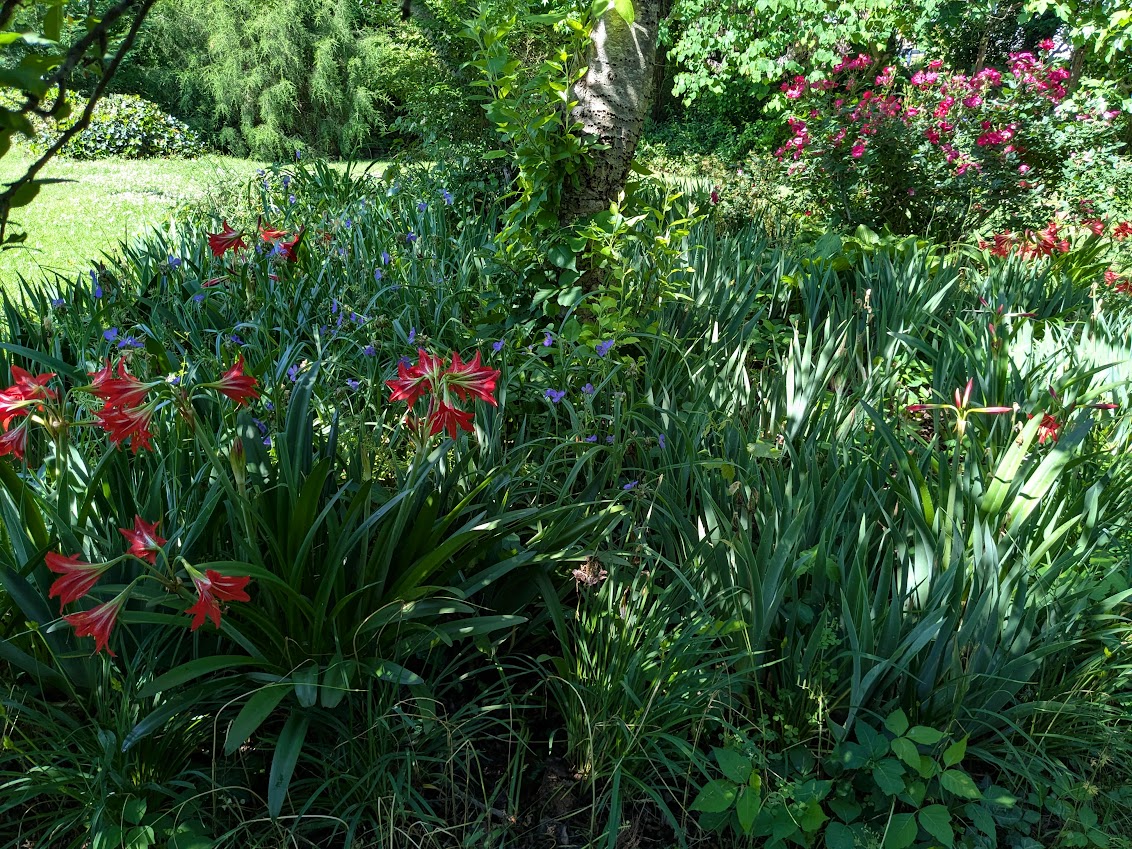 Spring flowers remind us annually of God's creation